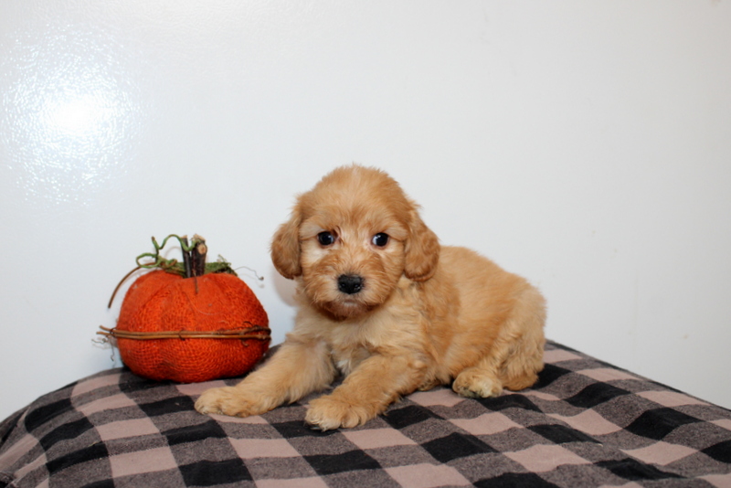 puppy, for, sale, Mini Golden Doodle F2B, Matthew B. Stoltzfus, dog, breeder, Gap, PA, dog-breeder, puppy-for-sale, forsale, nearby, find, puppyfind, locator, puppylocator, aca